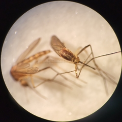 Aedes tormentor