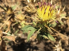 Centaurea iberica