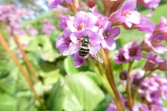 Sericomyia