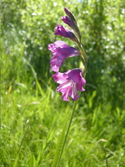 Gladiolus tenuis