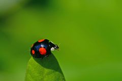 Harmonia axyridis