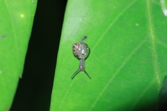 Kaliella