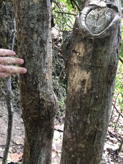 Erythrina eggersii