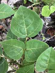 Erythrina eggersii