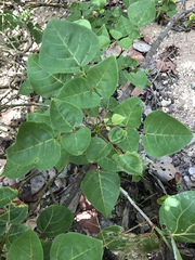 Erythrina eggersii