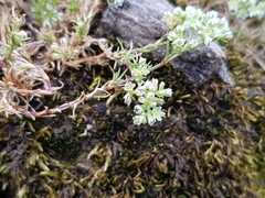 Scleranthus perennis