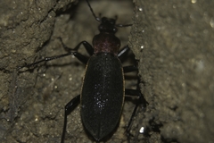 Carabus jankowskii