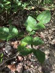 Erythrina eggersii