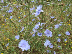 Cichorium intybus