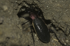 Carabus jankowskii