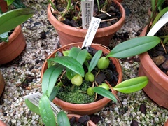 Bulbophyllum careyanum