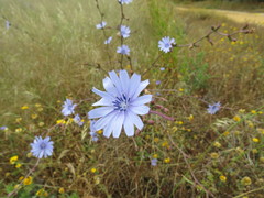Cichorium intybus