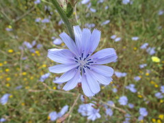 Cichorium intybus