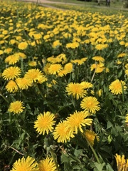 Taraxacum officinale