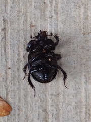 Ceratotrupes