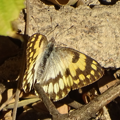 Colotis vesta mutans