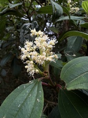 Miconia theizans