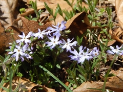 Phlox bifida