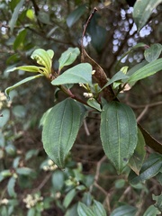 Miconia theizans