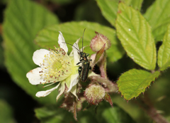 Oedemera nobilis