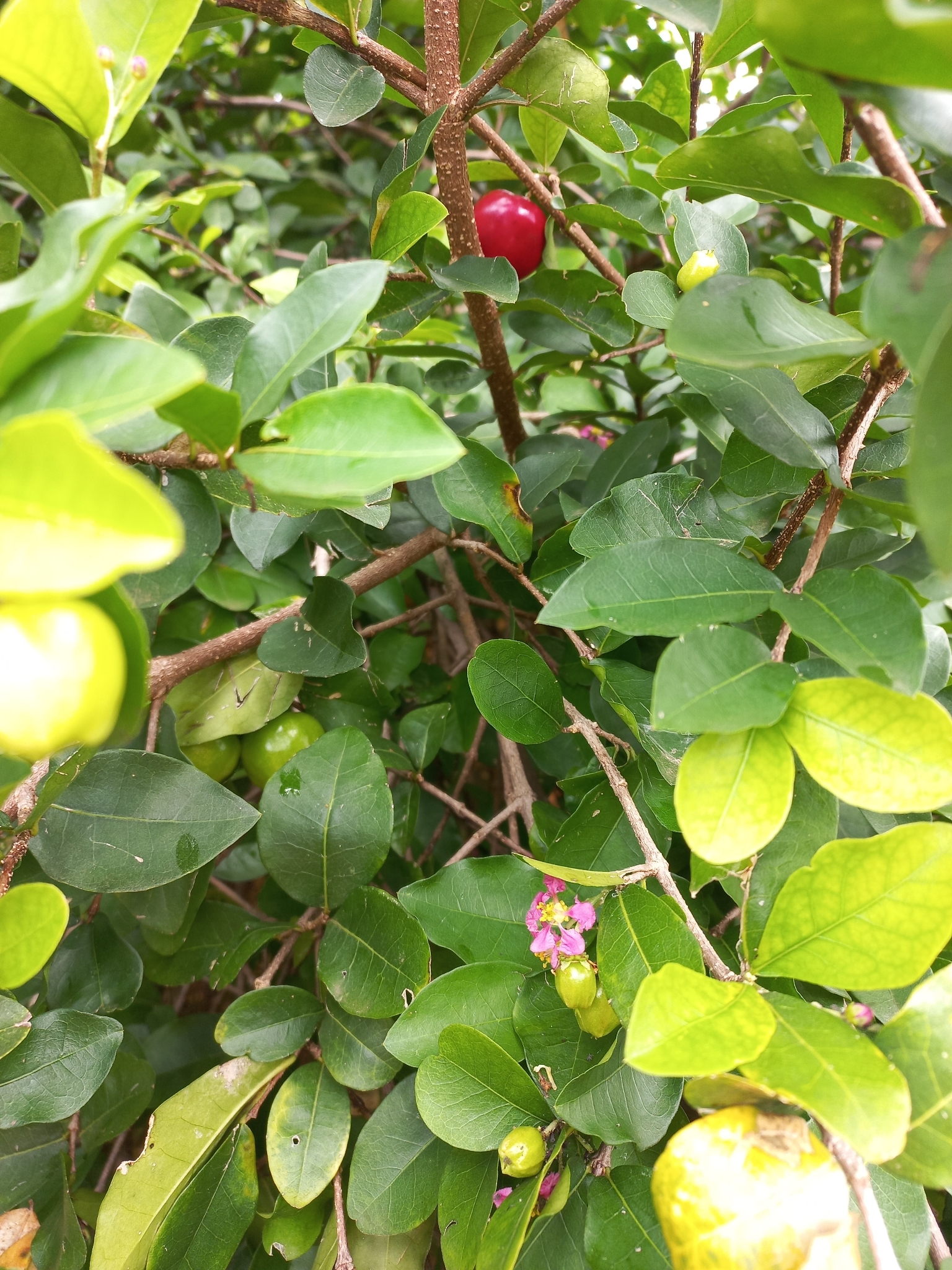 Malpighia glabra