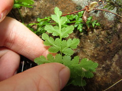 Cheilanthes capensis