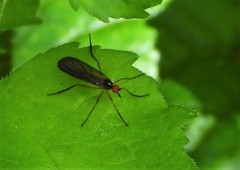 Rhamphomyia longicauda