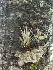 Tillandsia ionantha