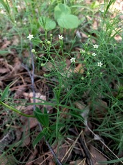 Thesium repens