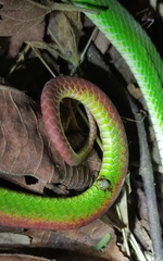 Trimeresurus insularis