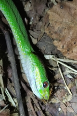 Trimeresurus insularis