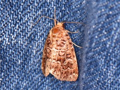 Callopistria granitosa