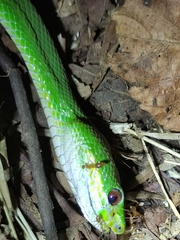 Trimeresurus insularis