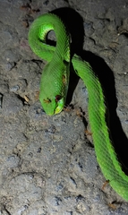 Trimeresurus insularis