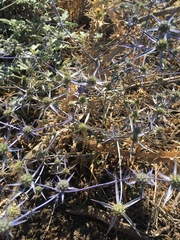 Eryngium creticum