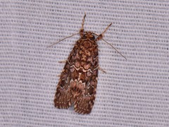 Callopistria granitosa