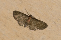 Eupithecia haworthiata
