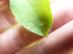 Orchestes pallicornis