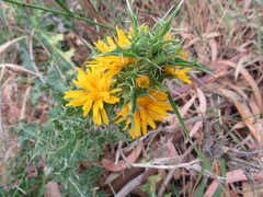 Scolymus hispanicus