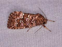 Callopistria granitosa