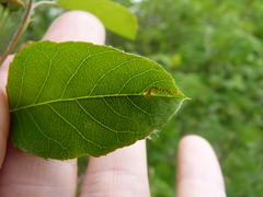 Orchestes pallicornis