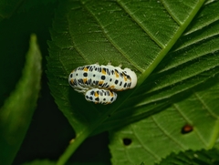 Cimbex quadrimaculatus