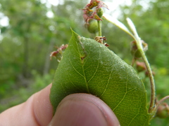 Orchestes pallicornis
