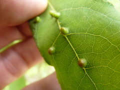 Phyllocoptes didelphis