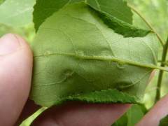 Phyllocoptes didelphis