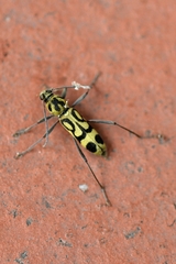 Chlorophorus annularis