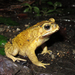 Asian Common Toad - Photo (c) H.T.Cheng, some rights reserved (CC BY-NC)