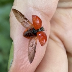 Harmonia axyridis