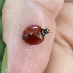 Harmonia axyridis