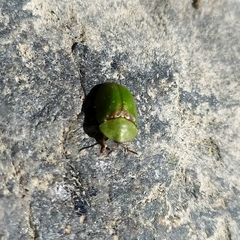 Cassida denticollis